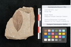 Foto (Objekt + Etikett) von Plantae indet.  (NHMW-GEO-2024-0188-11419)